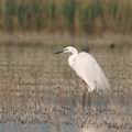 Ardea_alba_ah1823