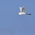 Ardea_alba_ba3552