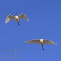 Ardea_alba_ba3574