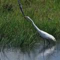 Ardea_alba_ba9301