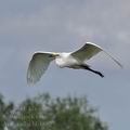 Ardea_alba_bb4882