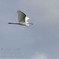 Ardea_alba_bb4913