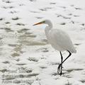 Ardea_alba_be6027