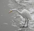 Ardea_alba_be6096