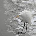 Ardea_alba_be6128