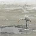 Ardea_alba_be6292