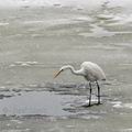 Ardea_alba_be6335