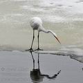 Ardea_alba_be6462