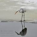 Ardea_alba_be6478