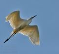 Ardea_alba_bj3869