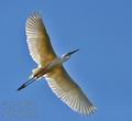 Ardea_alba_bj3871