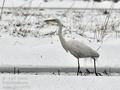 Ardea_alba_br1273