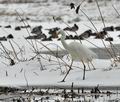 Ardea_alba_br1289