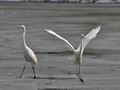 Ardea_alba_br1415