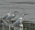 Ardea_alba_br1445