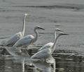 Ardea_alba_br1445