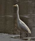 Ardea_alba_br1482