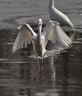 Ardea_alba_br1498