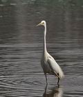 Ardea_alba_br1502