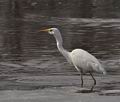 Ardea_alba_br1547