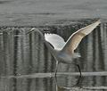 Ardea_alba_br1575