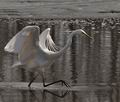 Ardea_alba_br1576