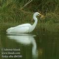 Egretta_alba_db0300