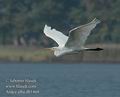 Ardea_alba_db1468