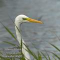 Ardea_alba_e4509