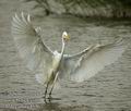 Ardea_alba_e4536