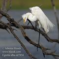 Ardea_alba_ed7854