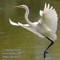 Ardea_alba_f6323