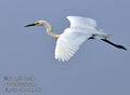 Ardea_alba_fb9563