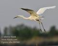 Ardea_alba_fb9568