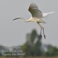 Ardea_alba_fb9587