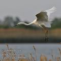 Ardea_alba_fb9590