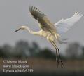 Ardea_alba_fb9599