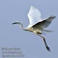 Ardea_alba_fb9640