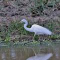 Ardea_alba_fe1113