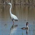 Ardea_alba_hd6692