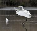 Ardea_alba_mb6879