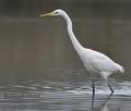 Ardea_alba_mb6910