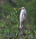 Ardea_alba_p3290655