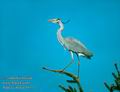 Ardea_cinerea_10371