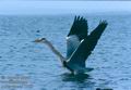 Ardea_cinerea