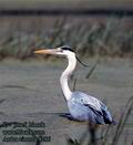 Ardea_cinerea