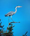 Ardea_cinerea