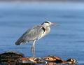 Ardea_cinerea