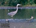 Ardea_cinerea