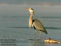 Ardea_cinerea